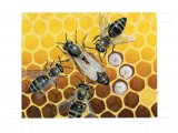 Illustration of Honey Bee (worker and Queen) Apis mellifera (#3893)