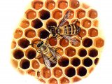 Illustration of Honey Bee (workers) Apis mellifera (#0374)