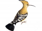 Illustration of Hoopoe (Upupa epops) (#3678)