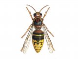 Illustration of Hornet queen (Vespa crabro) (#1111)