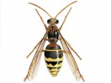 Illustration of Hornet male (Vespa crabro) (#3161)
