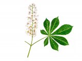 Illustration of Horse Chestnut (Aesculus hippocastanum) (#1020)