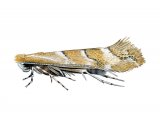 Illustration of Horse Chestnut Leafminer (Cameraria ohridella) (#2045)