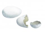 Illustration of House Martin egg (Hatched) (Delichon urbica) (#2434)