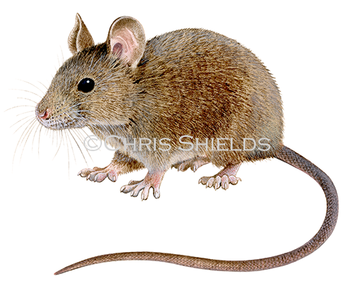 Illustration of House Mouse (Mus musculus) (#4508)
