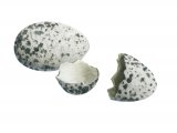 Illustration of House Sparrow hatched egg (Passer domesticus) (#2429)