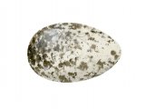 Illustration of House Sparrow egg (Passer domesticus) (#3292)