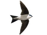 Illustration of House martin (Delichon urbica) (#1169)