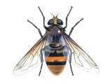 Illustration of Hoverfly (Hornet Mimic) Volucella zonaria (#1116)