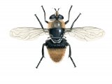 Illustration of Hoverfly (Merodon equestris) female (#4284)