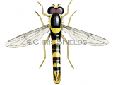 Illustration of Hoverfly (Sphaerophoria scripta) (#4297)