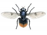 Illustration of Hoverfly (Volucella bombylans) (#2529)