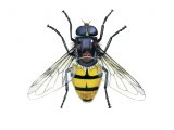 Illustration of Hoverfly (Wasp Mimic) Volucella inanis (#1148)