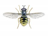 Illustration of Hoverfly (male) (Chrysotoxum cautum) (#2539)