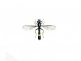 Illustration of Hoverfly (male) (Neoascia podagrica) (#2551)