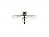 Illustration of Hoverfly (male) (Sphegina clunipes) (#2548)