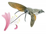 Illustration of Hummingbird Hawkmoth (Macroglossum stellatarum) (#3418)