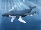 Illustration of Whale - humpbacked (Megaptera novaeangliae) (#0263)