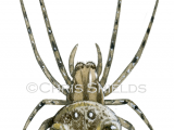 Illustration of Humped Orbweaver Spider (Gibbaranea gibbosa) (#4699)