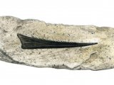 Illustration of Hybodont Shark (Hybodus Fin Spine) (#0094)