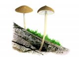 Illustration of Hydropus floccipes (#4114)