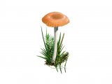Illustration of Hygrocybe citrinopallida (#3802)