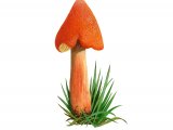 Illustration of Hygrocybe intermedia (Fibrous Waxcap) (#3798)