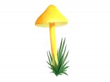 Illustration of Hygrocybe persistens var. konradi (Persistent Waxcap) (#3803)