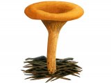 Illustration of Hygrophoropsis aurantiaca (False Chanterelle) (#2321)