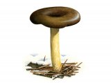Illustration of Hygrophorus hypothejus (Herald of Winter) (#3838)