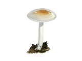 Illustration of Hygrophorus lindtneri (#3847)