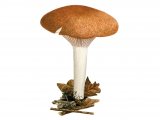 Illustration of Hygrophorus nemoreus (Oak Woodwax) (#3837)