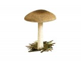 Illustration of Hygrophorus pustulatus (#3836)