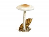 Illustration of Hygrophorus unicolor (#3845)
