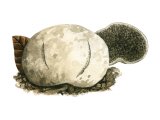 Illustration of Hymenogaster hessei (#1993)