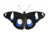 Illustration of The Great Eggfly (male) Hypolimnas bolina (#2180)