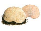 Illustration of Hysterangium nephriticum (#1998)