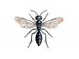 Illustration of Wasp (Pemphredon lugubris) (#3149)