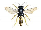 Illustration of Digger Wasp female (Crabro cribrarius) (#3184)