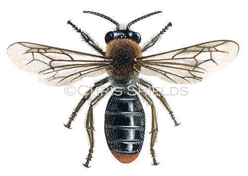 Illustration of Early mining Bee (Andrena haemorrhoa) (#0404)