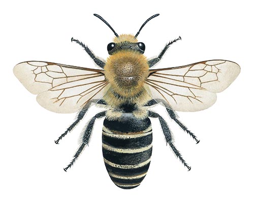 Illustration of Heather Mining bee (Andrena fuscipes) (#4395)