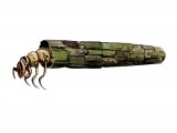 Illustration of Great Red Sedge Larvae (Phryganis grandis) (#3123)