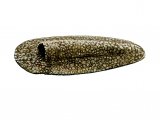 Illustration of Caddis Fly larvae Case (Molanna) (#3126)