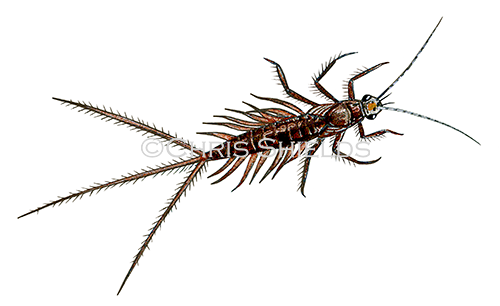 Illustration of Claret Dun Nymph (Leptophlebia) (#3132)