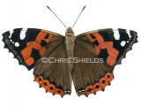 Illustration of Indian Red Admiral (Vanessa indica) (#4696)