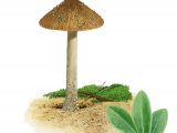 Illustration of Inocybe dunensis (#3561)