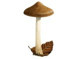 Illustration of Inocybe fraudans (Pear Fibrecap) (#3468)