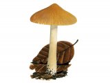 Illustration of Inocybe hirtella var. hirtella (#3545)