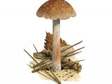 Illustration of Inocybe jacobi (Pineling Fibrecap) (#3550)