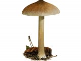 Illustration of Inocybe oblecctbblis (#3565)